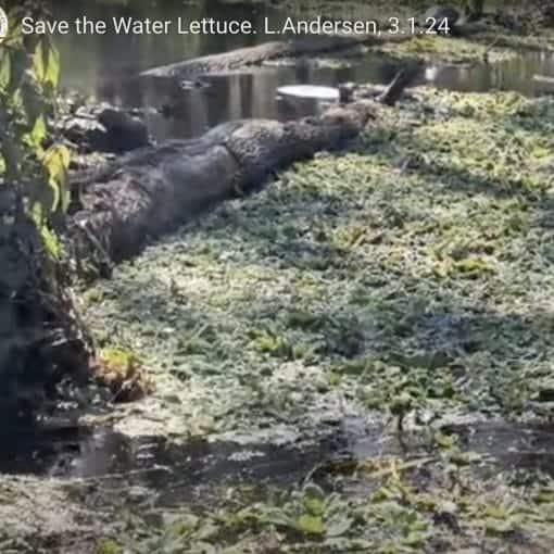 Save the Water Lettuce, Lars A.,3.24